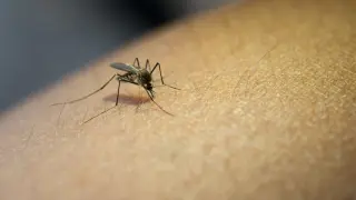 Mosquito afiliación