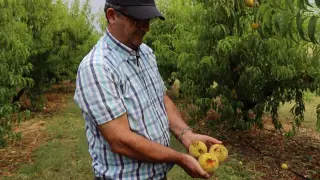 Pascual Buj, uno de los agricultores de Calanda cuya cosecha de melocotón se ha visto afectada por las últimas granizadas
