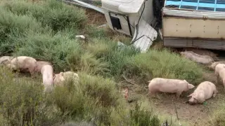 El camión volcado con los cerdos en la carretera