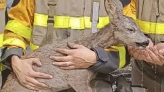 Agentes del Infoar logran rescatar a un pequeño ciervo en el Moncayo.
