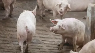 Granja de cerdos