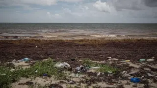 Las macroalgas afectan cada vez más a las regiones costeras del Caribe.