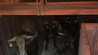 Los toros que ayer recorrieron Monzalbarba.