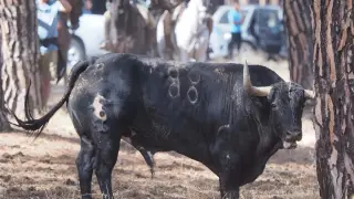 Un toro durante un encierro por las calles de Tordesillas