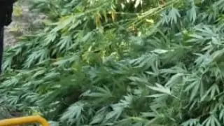 La Policía Local de Tauste desmantela una plantación de marihuana