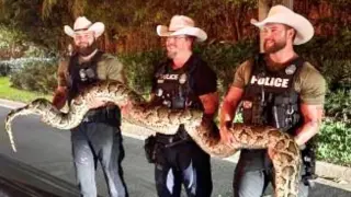 Tres policías capturaron al reptil