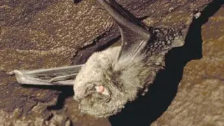 Murciélago de Doñana.