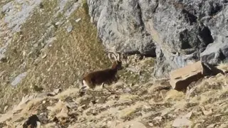 El ejemplar de cabra montés avistado desde un helicóptero.