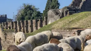 Pompeya recurre a ovejas para limpiar la vegetación de su yacimiento, este jueves.