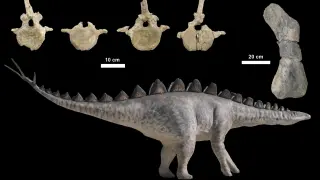 Fósiles de estegosaurios hallados en Riodeva y El Castellar y recreación de esta especie.