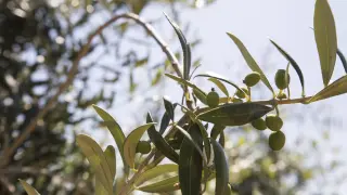 Explotación de olivos