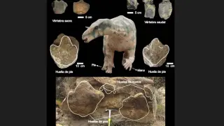 FOTO 1: Vértebras de grandes ornitópodos de El Castellar (arriba) y huellas de Mora de Rubielos y de El Castellar (centro y abajo, respectivamente).