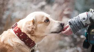 La nueva ley de bienestar animal prohibirá algunos tipos de collares para perro.