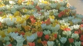 Ruta de los Tulipanes