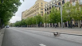 Dos patos se pasean por Independencia en Zaragoza.