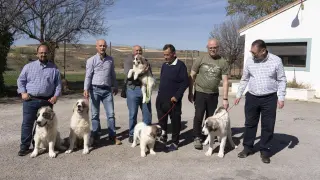La diputacion de Teruel entrega cachorros de mastines del pirineo a ganderos que han sufrido ataques de lobo. Foto Antonio Garcia_bykofoto. 20_04_23[[[FOTOGRAFOS]]]