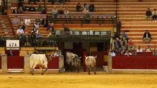 El sexto toro de la corrida de Couto de Fornilhos fue devuelto.