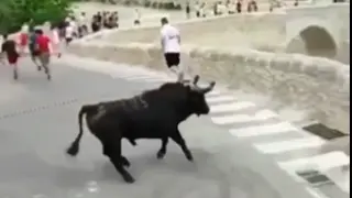 Un toro se precipita por un barranco y tiene que ser sacrificado en un pueblo de Valencia.