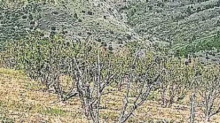 Frutales en altura en la comarca Comunidad de Calatayud que se están secando por la sequía.