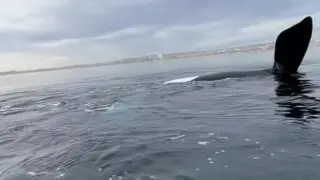 El momento de máxima tensión de una pareja arriba de un kayak tras ser rodeados por tres ballenas