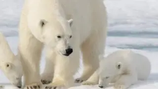osos polares