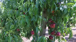 Aunque comienzan a notar los efectos de la sequía, los frutales aragoneses presentan una buena producción, en volumen y en calidad.