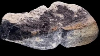 El miembro ha sido descubierto en el yacimiento de Tolbor-21, en Mongolia, y tiene nada menos que 42.000 años.