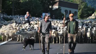 Unas 2.000 ovejas de Casa Pubill, de Arén, hacen la trashumancia al valle de Boí.