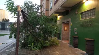 Un árbol caído en la plaza Tarragona, a las puertas de un bar, por efecto del viento.