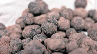 Aragón es el principal productor de trufa negra (Tuber melanosporum), el diamante negro de la gastronomía, donde es muy apreciada por su aroma