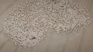 Vista aérea de un rebaño de ovino adscrito a la IGP Ternasco de Aragón.