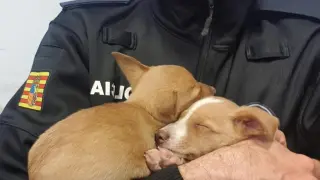 Los cachorros descansan en los brazos de un agente de la Policía Local de Huesca.