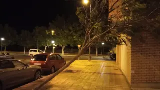 Un árbol derribado por la tormenta la noche del martes en Huesca.