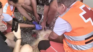 Atención a un perro por las heridas tras una excursión.