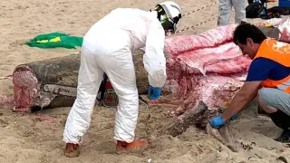 Trabajos de despiece del tiburón peregrino aparecido en una playa de Ferrol.