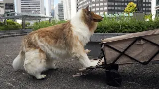 El japonés Toco con su traje de perro, en Tokio.