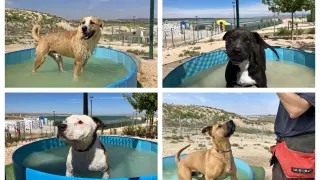 Estos son cuatro de los perros que se pueden adoptar en la protectora de Zaragoza