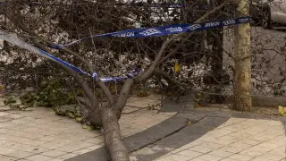 Un árbol permanecía este lunes caído en la acera de la calle de la Verónica, frente al Teatro Romano.