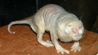 La rata topo desnuda tiene una esperanza de vida de hasta 40 años