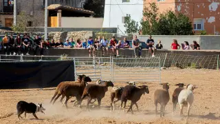 Feria de la oveja roya bilbilitana en Mara: exhibición práctica de perros pastores