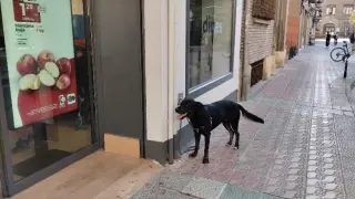 Un perro atado en uno de los mosquetones que todavía pueden verse en el exterior de algunos establecimientos en Zaragoza.