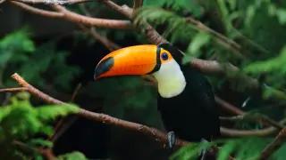Costa Rica está lleno de animales exóticos