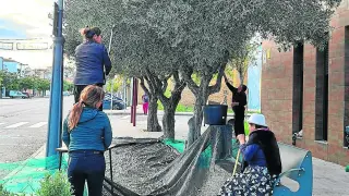Una familia recoge las olivas de los árboles del Centro Joven de Binéfar en 2022.