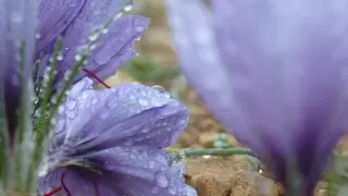 La recogida de las flores del azafrán