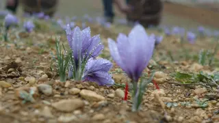 La recogida de las flores del azafrán, que apenas levantan 15 centímetros del suelo, se realiza de forma manual, una a una y con mimo