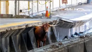 Un toro ha aparecido en las vías de tren de Nueva York y Nueva Jersey