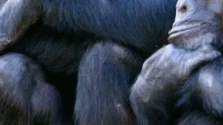 Tres hembras de chimpancé.