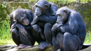 Tres hembras de chimpancé.