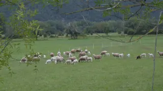 Rebaño de ovejas pastando en las Tierras  de Biescas.