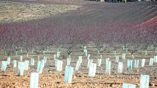 Explotación de frutales en la localidad zaragozana de La Almunia.